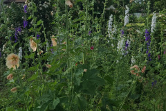 Hollyhock-Flower-Garden-June-2023-55