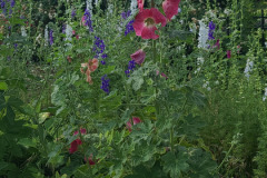 Hollyhock-Flower-Garden-June-2023-56