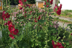 Hollyhock-Flower-Garden-June-2023-57