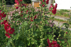 Hollyhock-Flower-Garden-June-2023-58