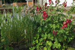 Hollyhock-Flower-Garden-June-2023-59