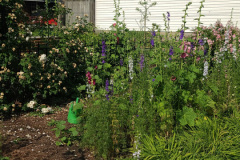 Hollyhock-Flower-Garden-June-2023-6