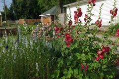 Hollyhock-Flower-Garden-June-2023-60