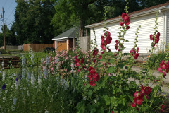 Hollyhock-Flower-Garden-June-2023-61