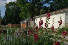 Hollyhock-Flower-Garden-June-2023-62