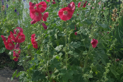 Hollyhock-Flower-Garden-June-2023-63