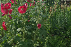 Hollyhock-Flower-Garden-June-2023-64