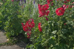 Hollyhock-Flower-Garden-June-2023-65