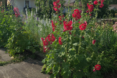 Hollyhock-Flower-Garden-June-2023-66