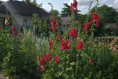 Hollyhock-Flower-Garden-June-2023-67
