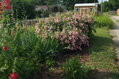 Hollyhock-Flower-Garden-June-2023-68
