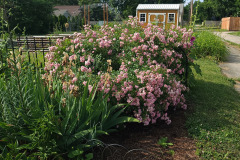 Hollyhock-Flower-Garden-June-2023-69