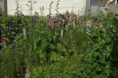 Hollyhock-Flower-Garden-June-2023-7