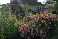 Hollyhock-Flower-Garden-June-2023-71