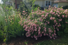 Hollyhock-Flower-Garden-June-2023-72