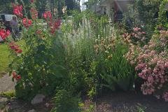 Hollyhock-Flower-Garden-June-2023-74