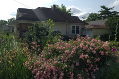 Hollyhock-Flower-Garden-June-2023-77
