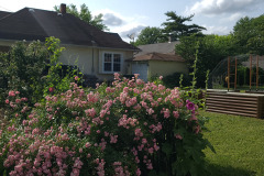 Hollyhock-Flower-Garden-June-2023-78