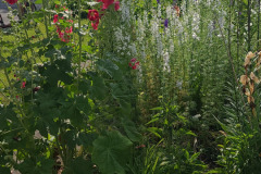Hollyhock-Flower-Garden-June-2023-79