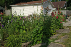 Hollyhock-Flower-Garden-June-2023-8