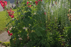 Hollyhock-Flower-Garden-June-2023-80