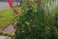 Hollyhock-Flower-Garden-June-2023-81