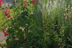 Hollyhock-Flower-Garden-June-2023-82