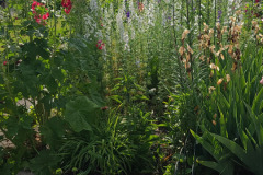 Hollyhock-Flower-Garden-June-2023-83