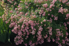 Hollyhock-Flower-Garden-June-2023-87