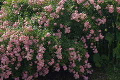 Hollyhock-Flower-Garden-June-2023-88