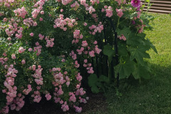 Hollyhock-Flower-Garden-June-2023-89