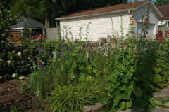 Hollyhock-Flower-Garden-June-2023-9