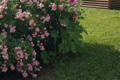 Hollyhock-Flower-Garden-June-2023-90