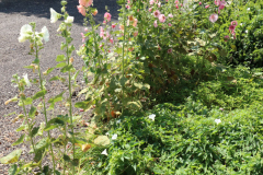 Hollyhocks-Broadmoor-Trip-2020-1