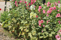 Hollyhocks-Broadmoor-Trip-2020-10