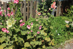 Hollyhocks-Broadmoor-Trip-2020-12