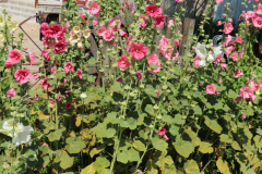 Hollyhocks-Broadmoor-Trip-2020-13