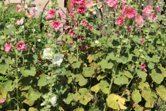 Hollyhocks-Broadmoor-Trip-2020-14