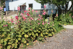 Hollyhocks-Broadmoor-Trip-2020-15