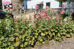 Hollyhocks-Broadmoor-Trip-2020-16