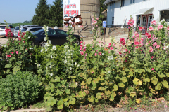 Hollyhocks-Broadmoor-Trip-2020-17