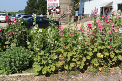 Hollyhocks-Broadmoor-Trip-2020-18