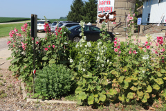 Hollyhocks-Broadmoor-Trip-2020-19