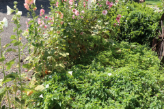 Hollyhocks-Broadmoor-Trip-2020-2