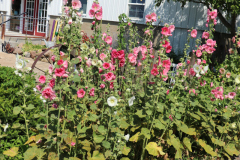 Hollyhocks-Broadmoor-Trip-2020-20