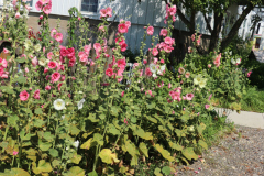 Hollyhocks-Broadmoor-Trip-2020-21