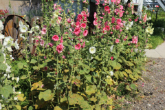 Hollyhocks-Broadmoor-Trip-2020-22