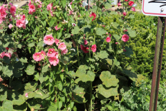 Hollyhocks-Broadmoor-Trip-2020-23