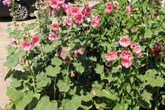 Hollyhocks-Broadmoor-Trip-2020-24