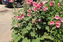 Hollyhocks-Broadmoor-Trip-2020-25